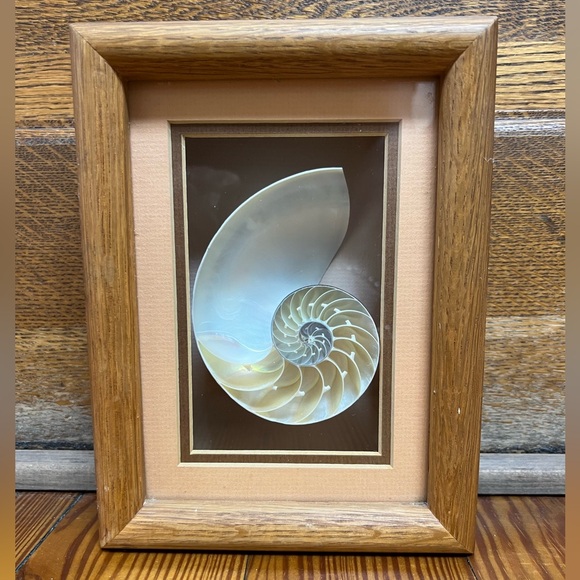 Other - Framed Nautilus Shell Art